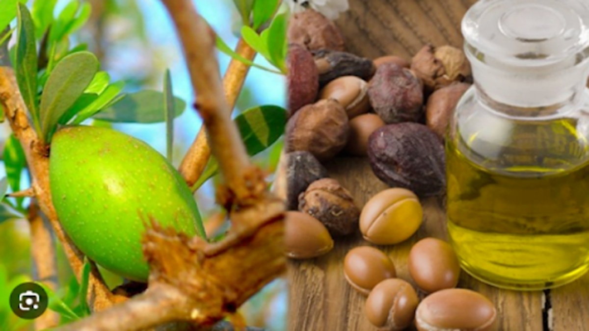 आर्गन का तेल के फायदे और उसमे पाए जाने वाले पोषक तत्व – Argan Oil