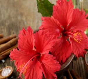 hibiscus flower benefits for hair and skin